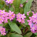 Myosotis alpestris 'Rosylva'